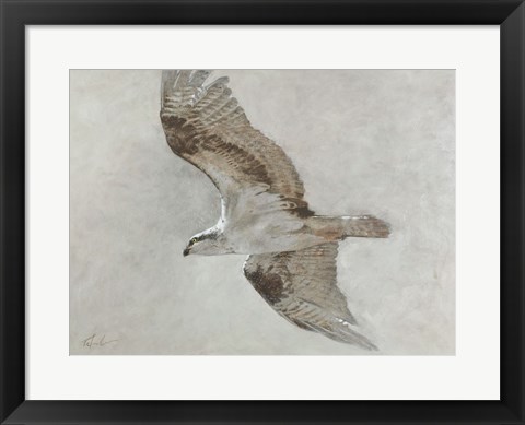 Framed Searching Osprey Print