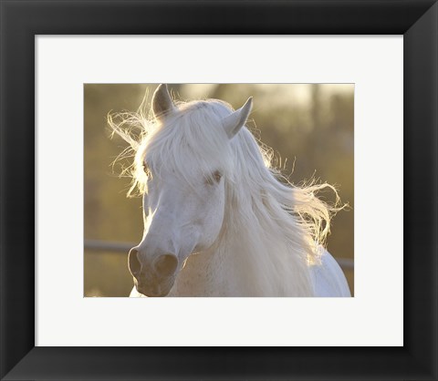 Framed Angel Baby Print