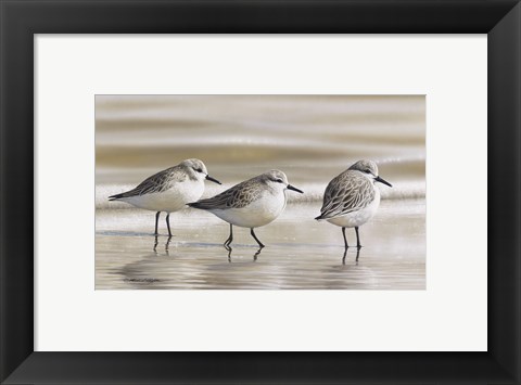 Framed Sanderlings Print