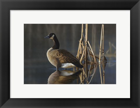 Framed Greet the Sun - Canada Goose Print