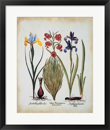 Framed Iris Lilium Print