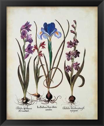 Framed Gladiolus Iris Print