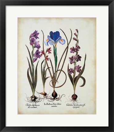 Framed Gladiolus Iris Print