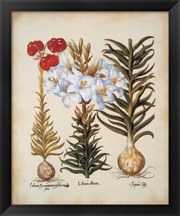 Framed Lilium Scapus II Print