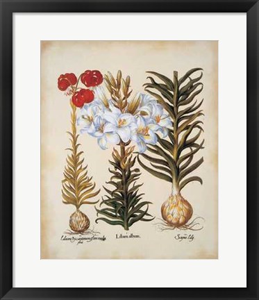 Framed Lilium Scapus II Print