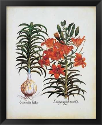 Framed Lilium Scapus I Print