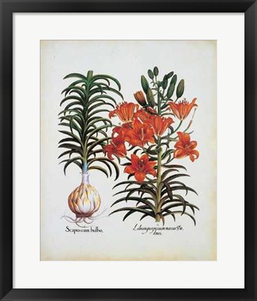 Framed Lilium Scapus I Print