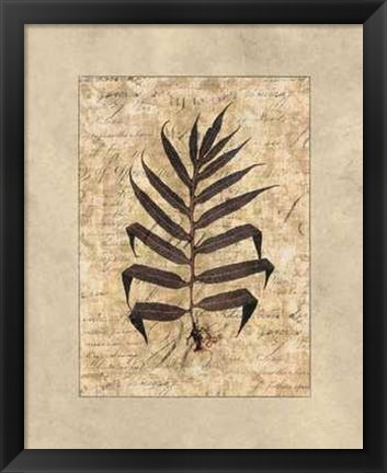 Framed Fern II Print