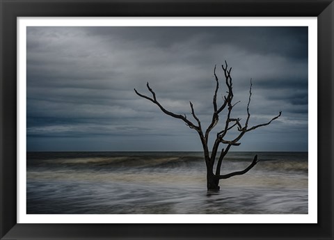 Framed Tree on Botany Bay Print