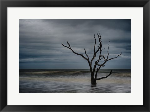 Framed Tree on Botany Bay Print