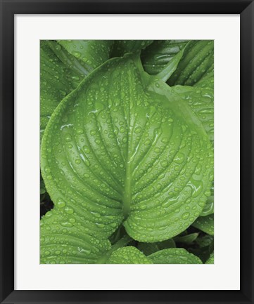 Framed After the Rain 2025 Print