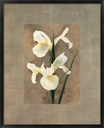 Framed Iris Print