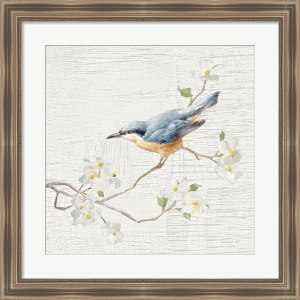 Framed Nuthatch Vintage Print