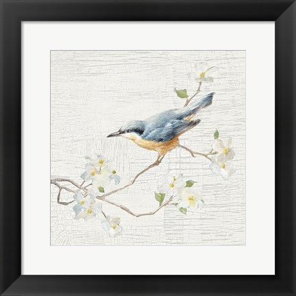 Framed Nuthatch Vintage Print