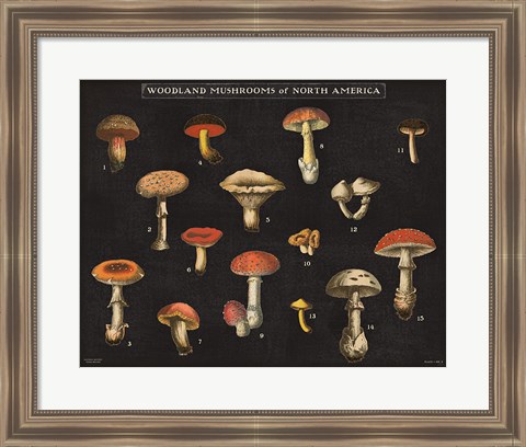 Framed Mushroom Chart I Print