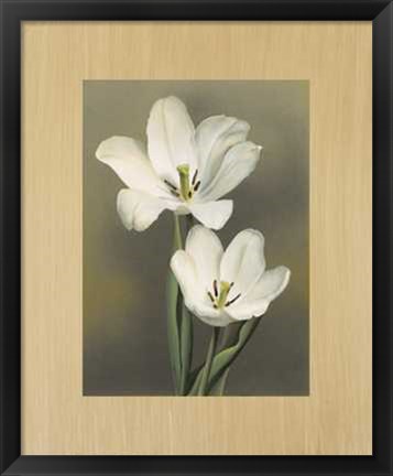 Framed Tulipani Print