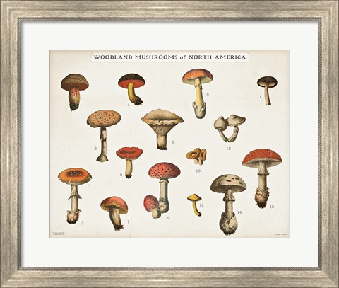 Framed Mushroom Chart I light Print