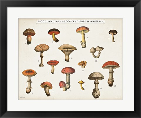 Framed Mushroom Chart I light Print