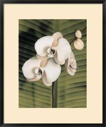 Framed Orchid with Palm II Print