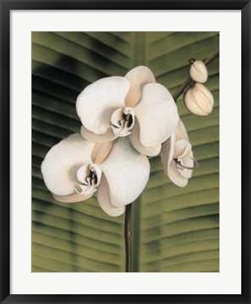 Framed Orchid with Palm II Print