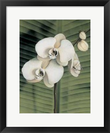 Framed Orchid with Palm II Print