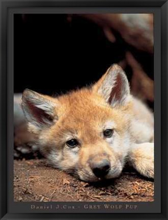 Framed Grey Wolf Pup Print