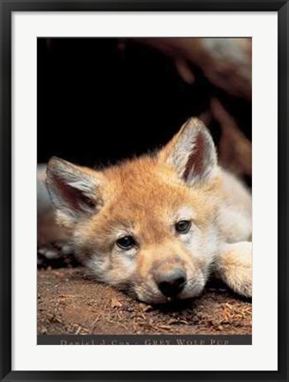 Framed Grey Wolf Pup Print