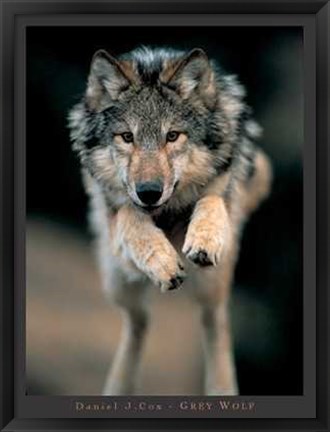 Framed Grey Wolf Print