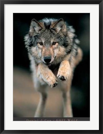 Framed Grey Wolf Print