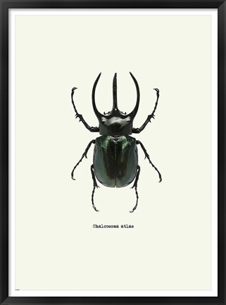 Framed Beetle Black Print