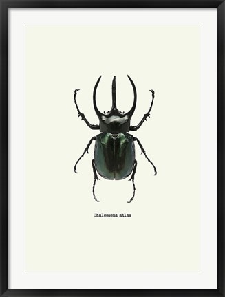 Framed Beetle Black Print