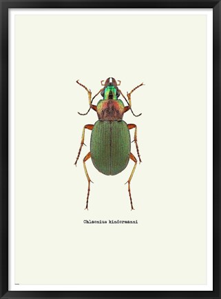 Framed Beetle Green Print