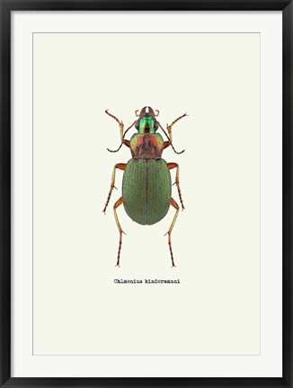 Framed Beetle Green Print