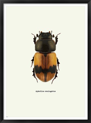 Framed Beetle Orange Print