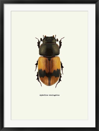 Framed Beetle Orange Print