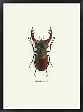 Framed Beetle Red Print