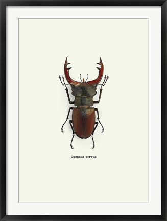 Framed Beetle Red Print