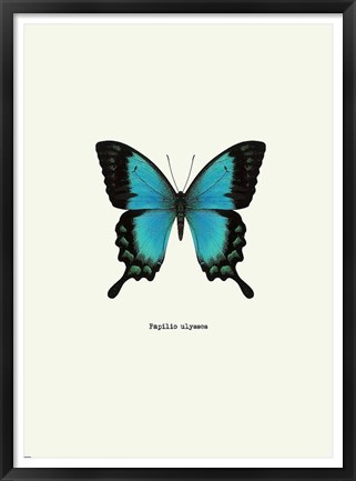 Framed Blue Butterfly Print