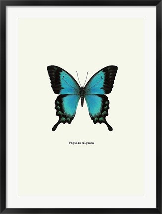 Framed Blue Butterfly Print