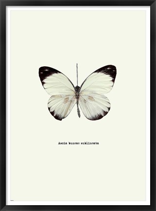 Framed White Butterfly Print