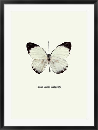 Framed White Butterfly Print