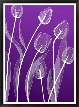 Framed X-ray Flowers Purple Print