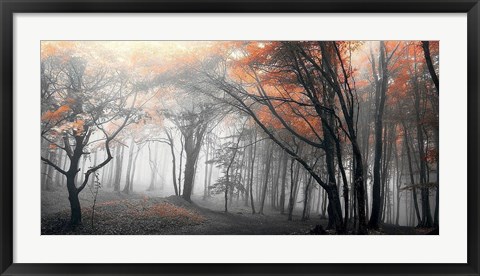 Framed Autumn Woods 1 Print