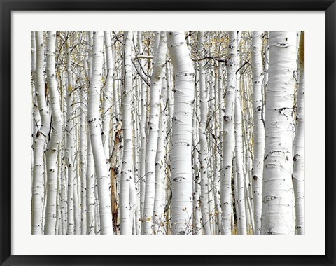 Framed Birch Wood Print