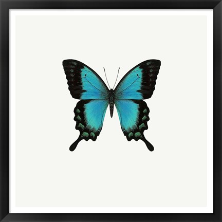 Framed Blue Butterfly Print