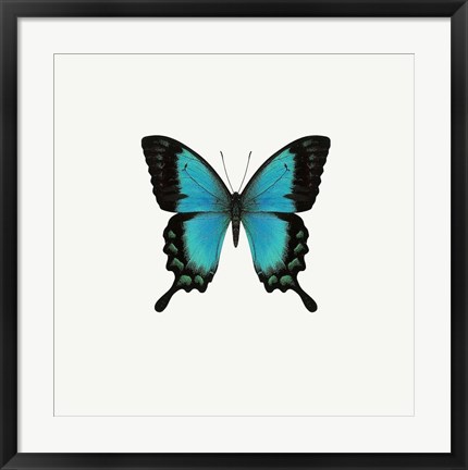 Framed Blue Butterfly Print