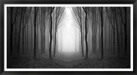 Framed Dark Woods Print