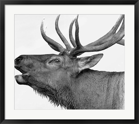 Framed Deer Print