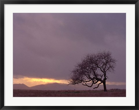 Framed Field Print