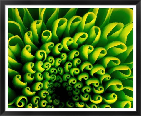 Framed Green Design 1 Print